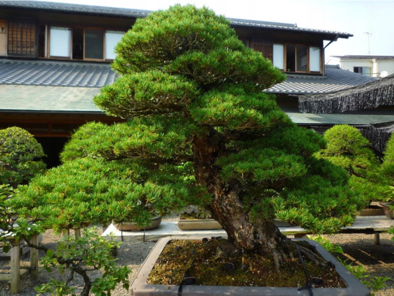 Kalendarz Formowania bonsai sosna czarna japońska