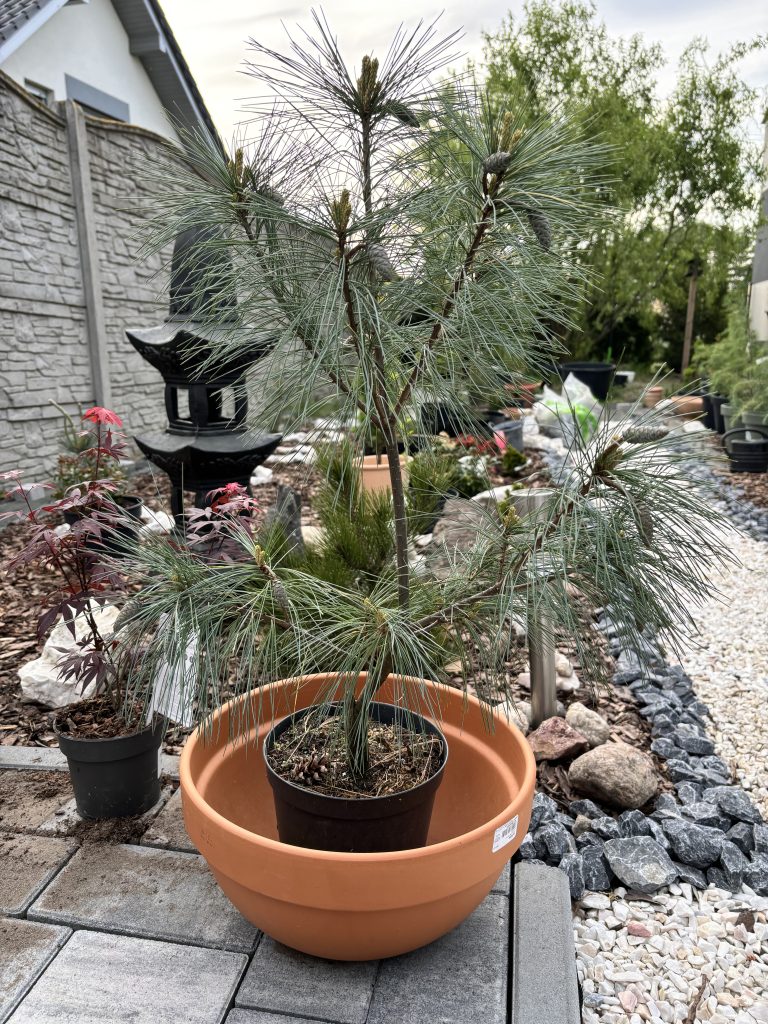 Pinus strobus 'Fructata WB’