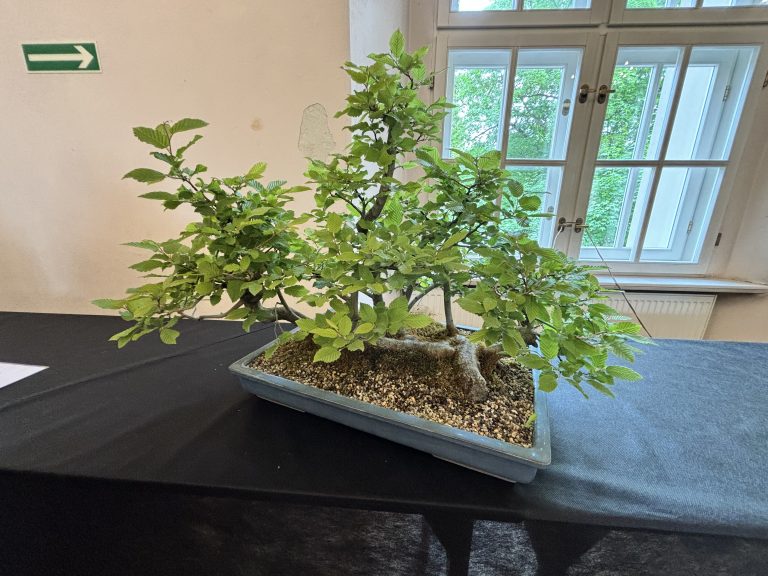 Festiwal Bonsai Sulechów 2024