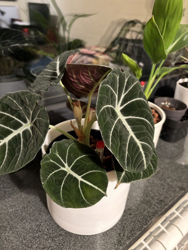 Alocasia reginula 'Black Velvet’