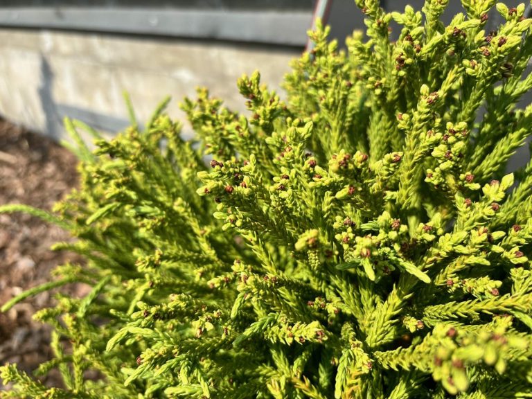 Cryptomeria japonica 'Little Champion’