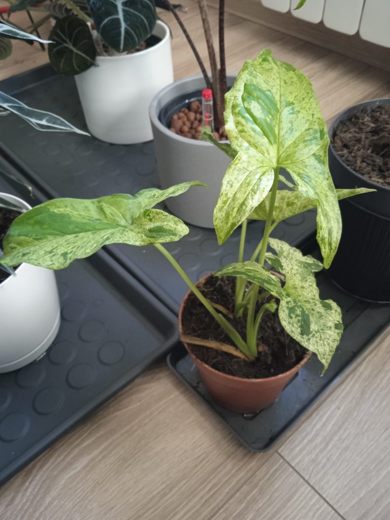 Syngonium 'Mottled Mojito’