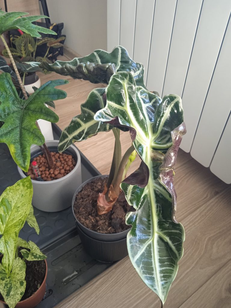 Alokazja polly (alocasia)